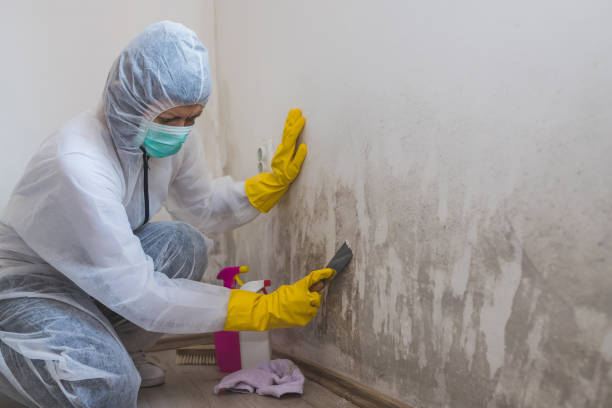 Best Commercial Mold Removal  in Felton, DE