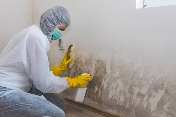 Best Mold Damage Repair  in Felton, DE