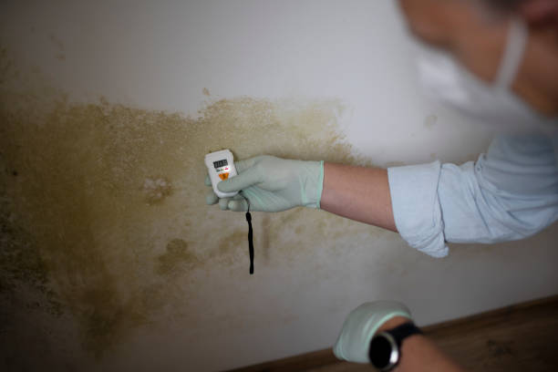 Best Professional Mold Removal  in Felton, DE