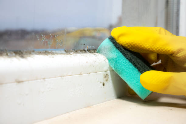Professional Mold Removal in Felton, DE