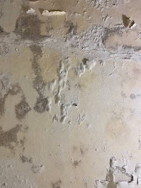 Best Mold Damage Repair  in Felton, DE