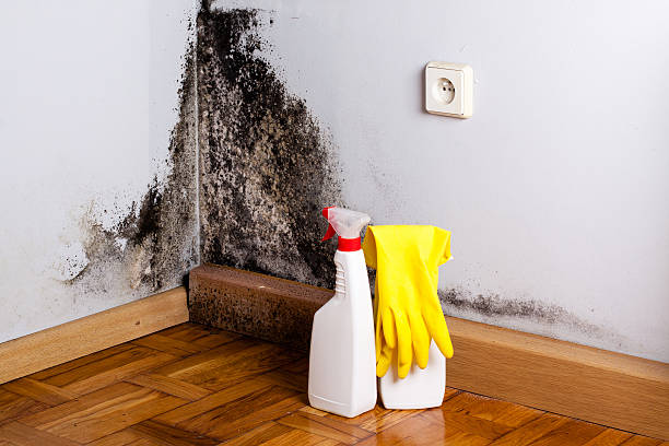 Best Black Mold Removal  in Felton, DE