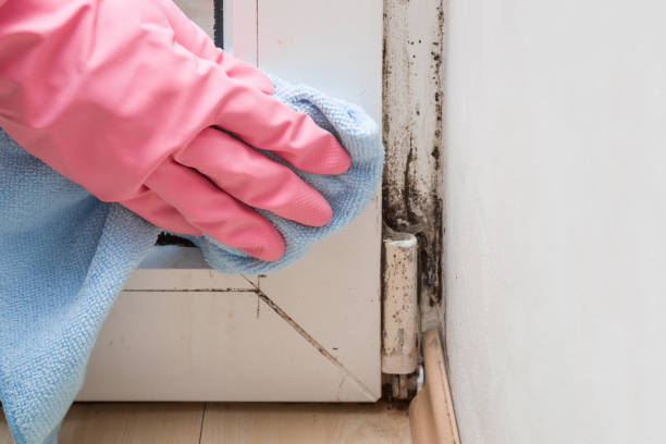 Best Certified Mold Removal  in Felton, DE
